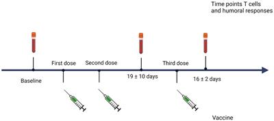 Cellular and humoral responses after second and third SARS-CoV-2 vaccinations in patients with autoimmune diseases treated with rituximab: specific T cell immunity remains longer and plays a protective role against SARS-CoV-2 reinfections